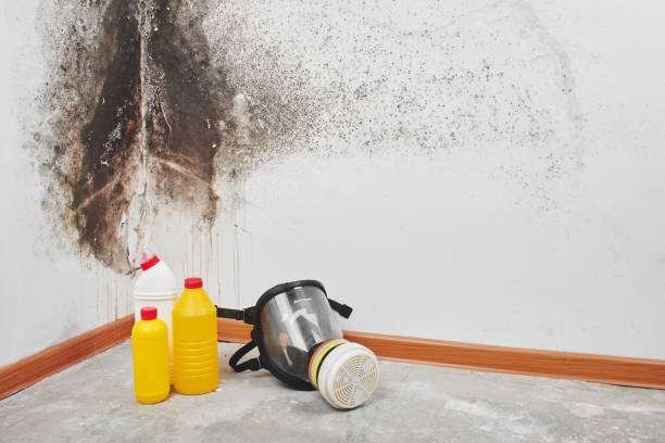 Best White Mold Remediation in Trowbridge Park, MI