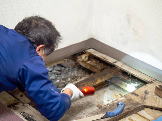 Best Mold Testing and Inspection Services in Trowbridge Park, MI