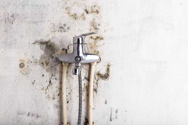 Best Kitchen Mold Remediation in Trowbridge Park, MI