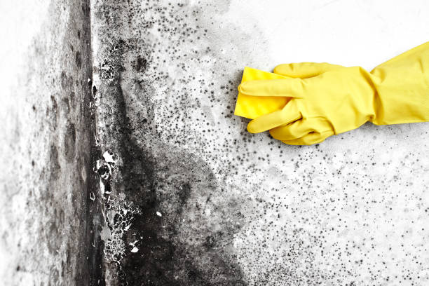 Best HVAC Mold Remediation in Trowbridge Park, MI