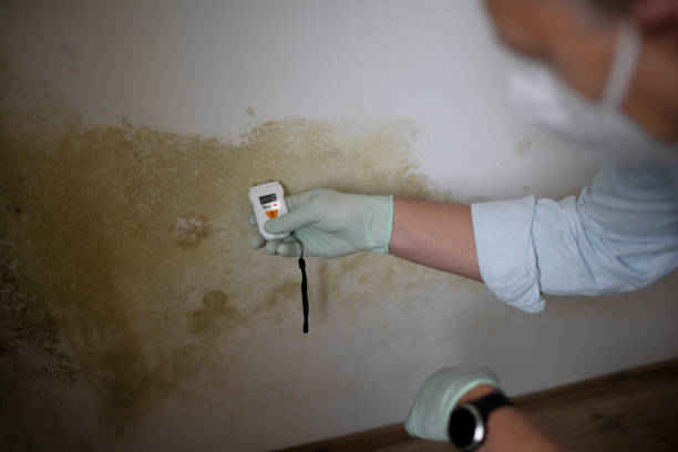 Best Preventive Mold Services in Trowbridge Park, MI