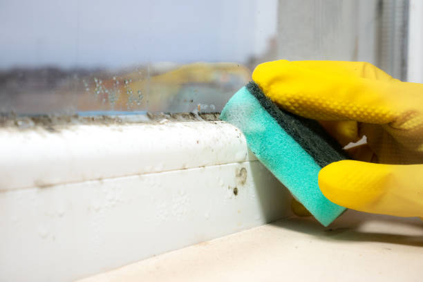Best Black Mold Remediation in Trowbridge Park, MI
