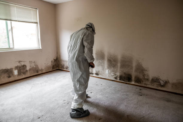 Best Basement Mold Remediation in Trowbridge Park, MI