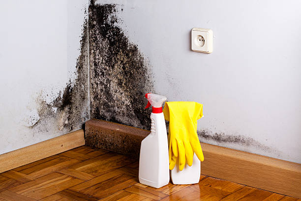 Best Residential Mold Remediation in Trowbridge Park, MI