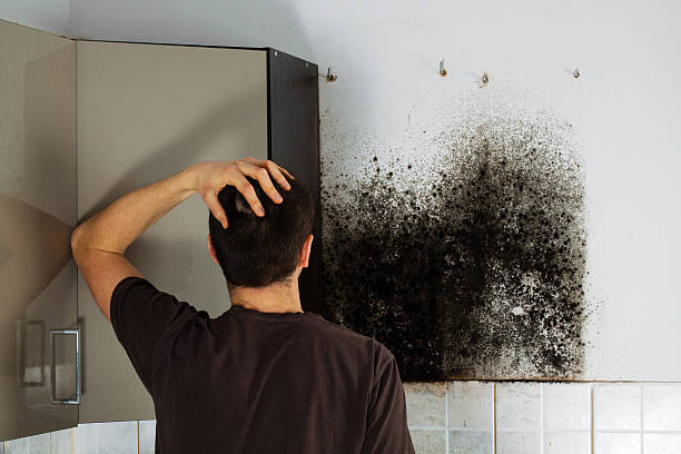 Best Insurance-Related Mold Remediation in Trowbridge Park, MI