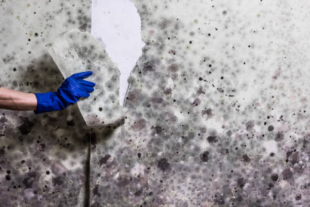  Trowbridge Park, MI Mold Removal Pros