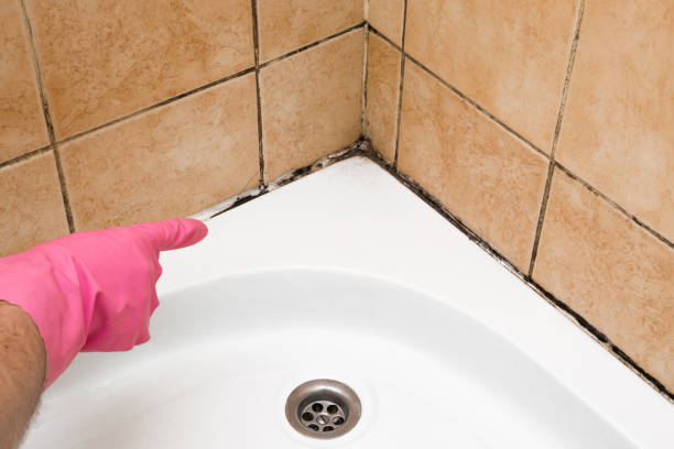 Best Black Mold Remediation in Trowbridge Park, MI